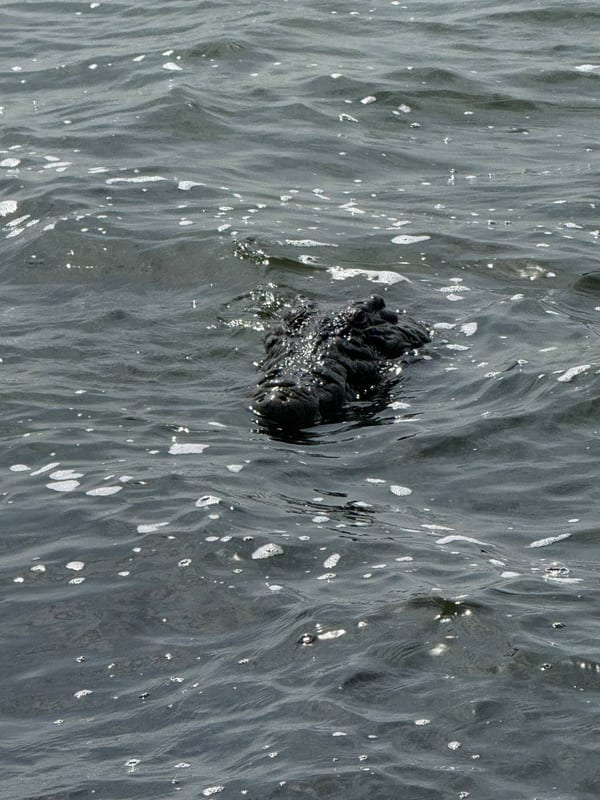 A crocodile surfacing in the lake