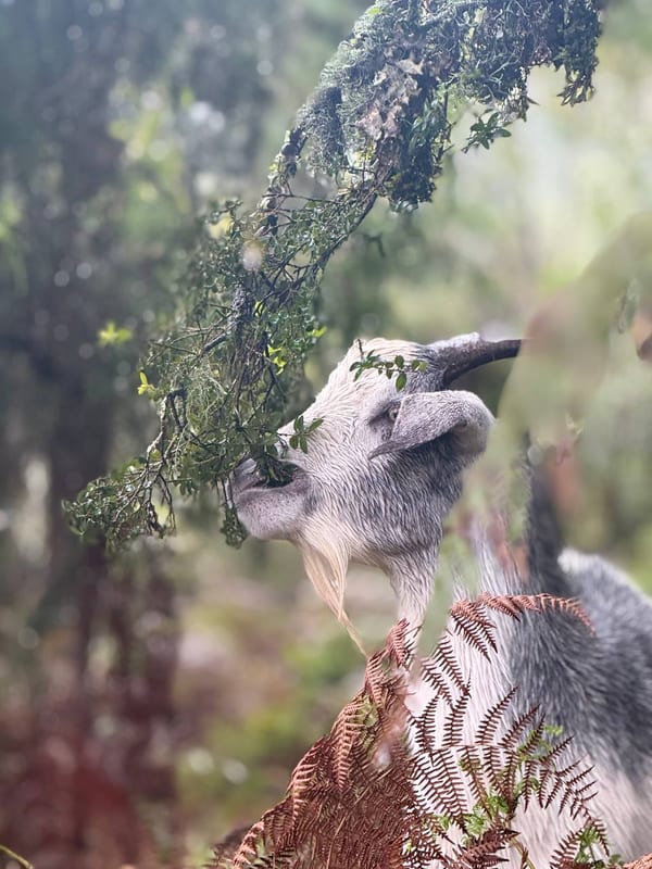 A goat reaching up into the branches