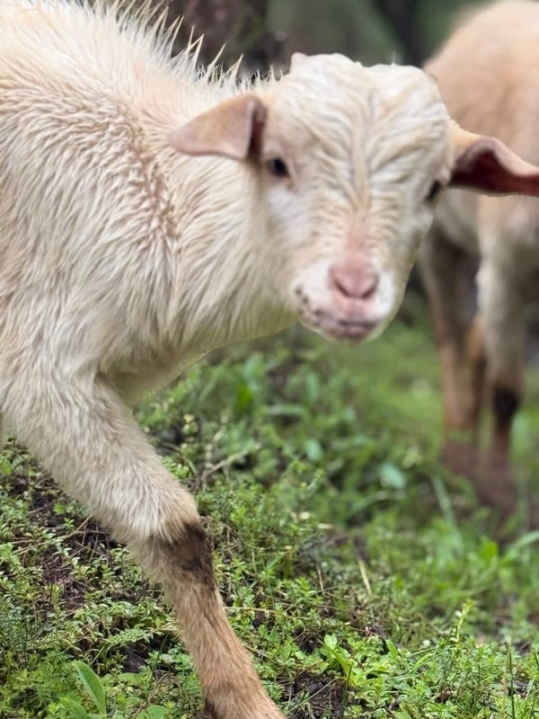 A lamb looking straight at the camera