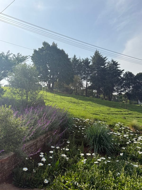 A green park with daisies and lavender