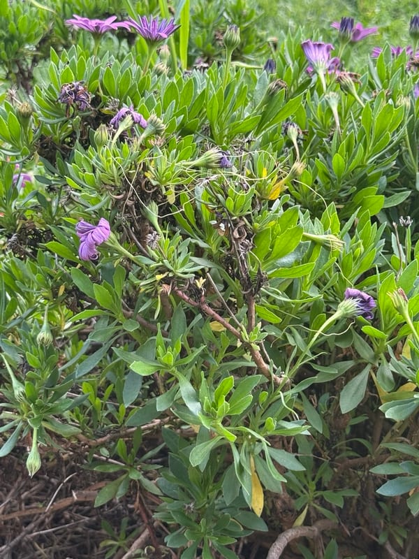 Purple daisies in a bush