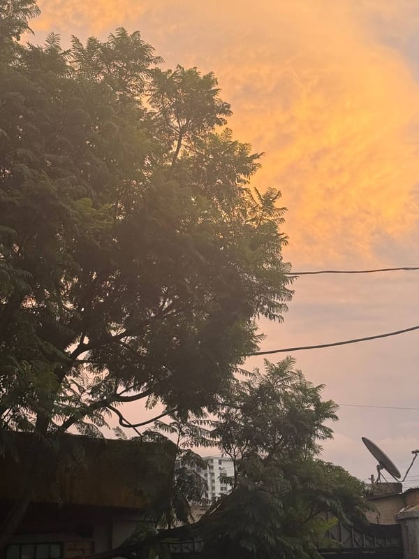 A tree against an orange sunset, a satellite dish on a roof