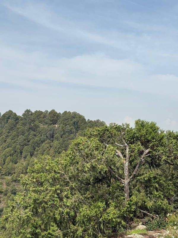 Treetops under a pale sky