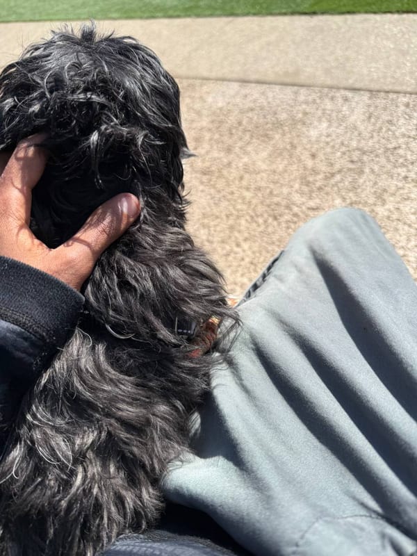 A shaggy black dog under my hand