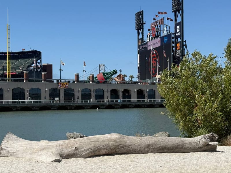 Oracle Park, driftwood on the beach