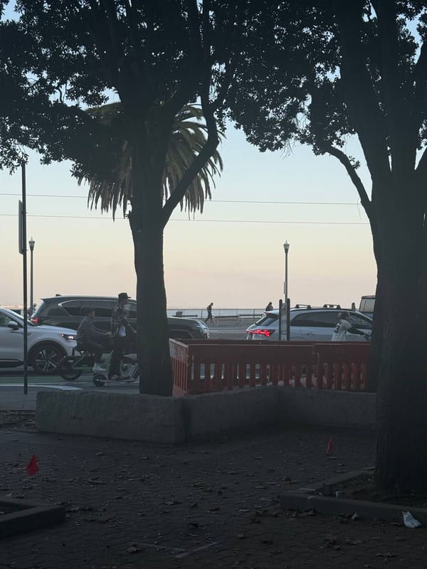 Palms and the waterfront at dusk